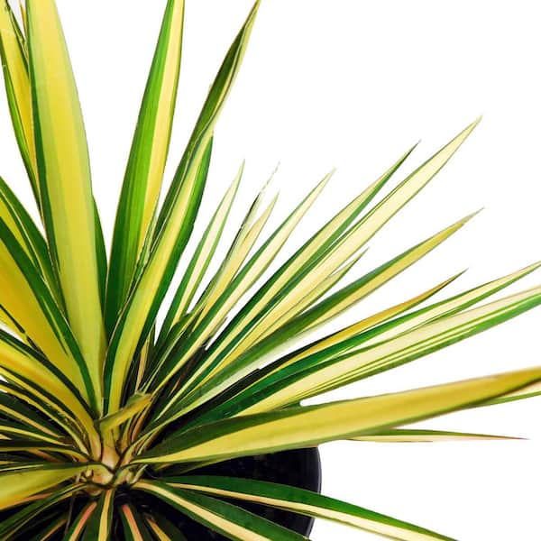 2.25 Gal. Color Guard Yucca Shrub Plant with Creamy White and Dark Green Foliage