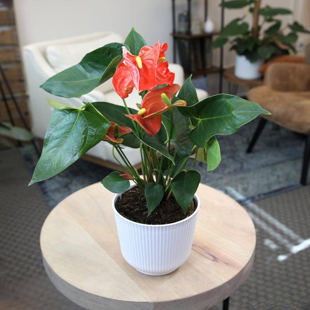 Large Orange Anthurium in White Planter
