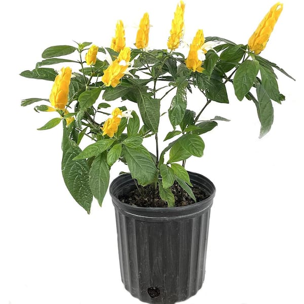 Wekiva Foliage Yellow Shrimp Plant-Live Plant in a 10 in. Growers Pot-Pachystachys Lutea-Ornamental Flowering Shrubs Florida