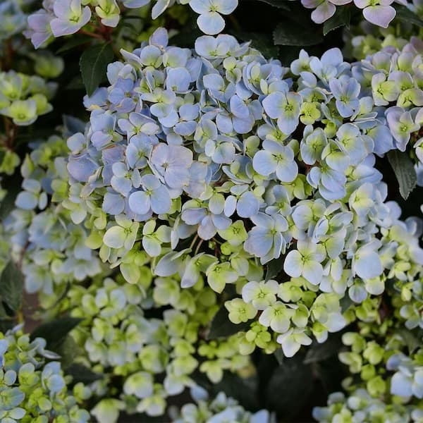 PROVEN WINNERS 2 Gal. Fairytrail Fresco Hydrangea Shrub 18380