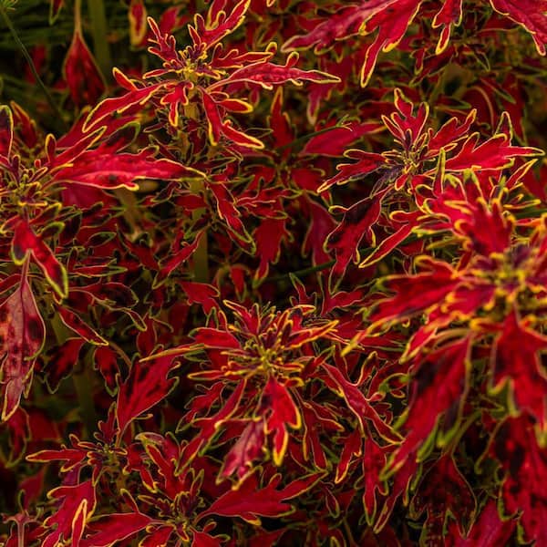 4.25 in. Eco+ Grande Colorblaze Mini Me Watermelon Coleus (Coleus Scutellarioides) Live Annual Plant 4-Pack