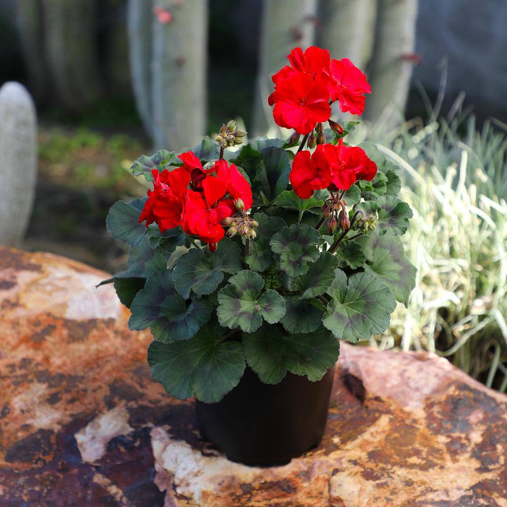 Red Geranium Flowering Plant in Black Container, 1 Gallon
