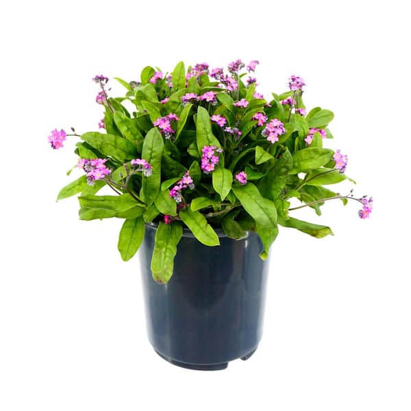 Unbranded Perennial Myosotis S Rosylva 2.5 qt.