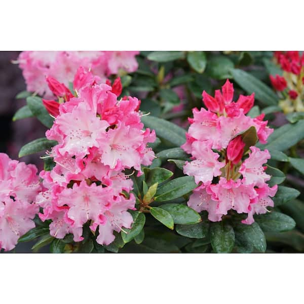 2 Gal. Dandy Man Color Wheel Rhododendron Live Flowering Shrub with Pink to White Flowers