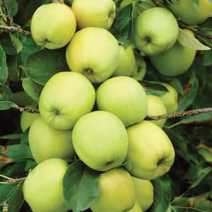 3 ft. Golden Delicious Apple Tree with Honeyed Sweet Light Gold Fruit