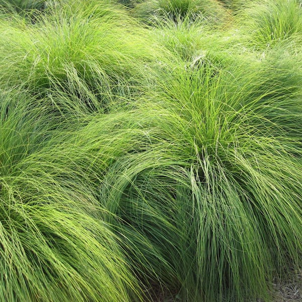 VAN ZYVERDEN Ornamental Grass Prairie Dropseed One 3.25 in. Dormant Potted Plant