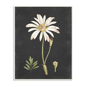 "Botanical Drawing White Flower On Black Design" by Lettered and LinedWood Wall Art 15 in. x 10 in.