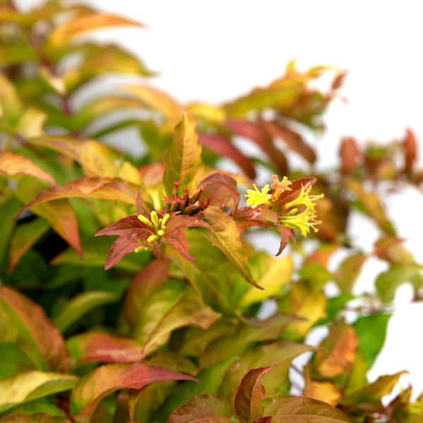 Jumbo Pint Firefly Honeysuckle (Diervilla) Live Shrub, Bright Yellow Flowers