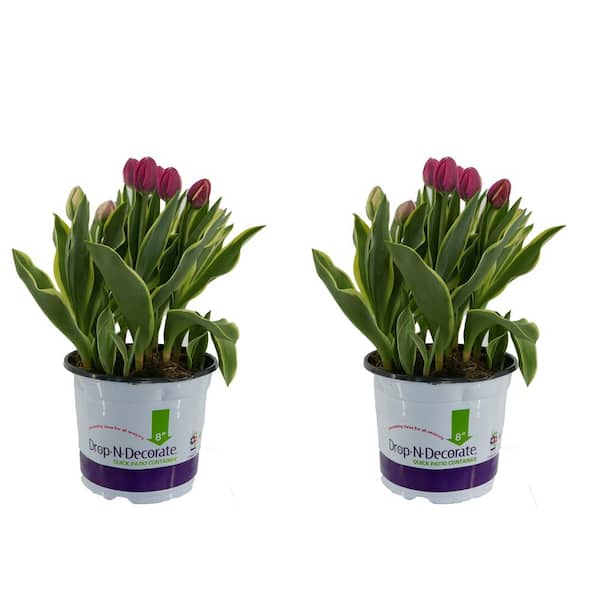 Unbranded 3.0 qt. Drop N Decorate Annual Tulip Red (2-Pack)