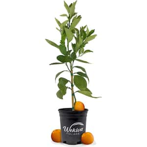 Vernia Orange Tree-Live Plant in a 1 Gallon Pot-Florida Only-Cannot Ship Out of Florida-Beautiful Fruit Tree