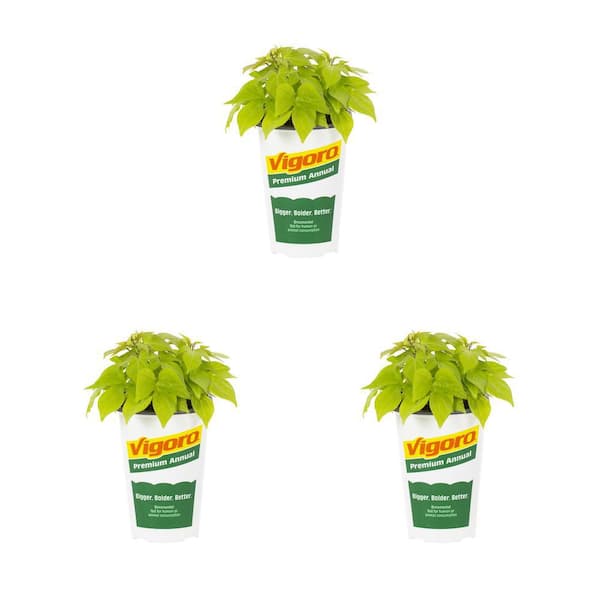 Vigoro 2 qt. Ipomoea Sweet Potato Vine Spotlight Lime Heart Green Annual Plant (3-Pack)