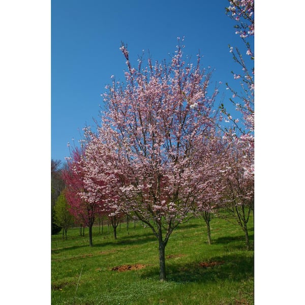 【おまとめ】FlowerBreeze 3& Adorable Tree 1 MT-PM-V40-Elaeocarpus-