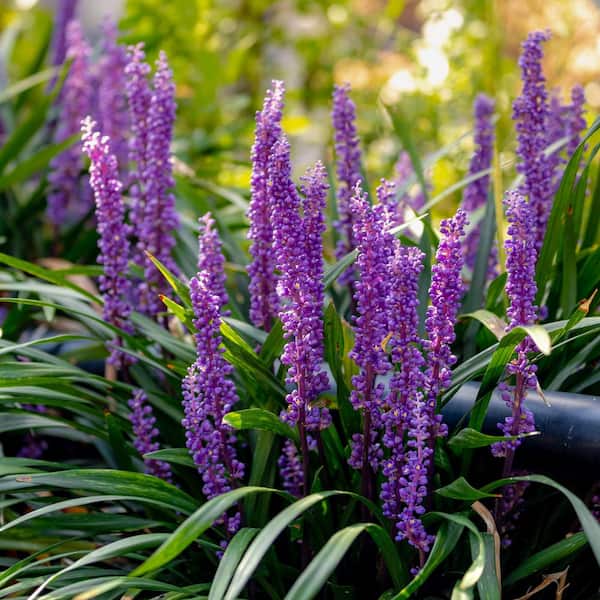 National Plant Network 1 gal. Liriope Emerald Goddess