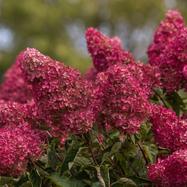 Hydrangea4937　0806 Razzleberri™ Hydrangea, Hydrangea paniculata 'SMHPS' PP #34,740