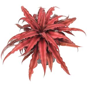 4 in. Red Earth Star Cryptanthus in Black Plastic Grower Pot