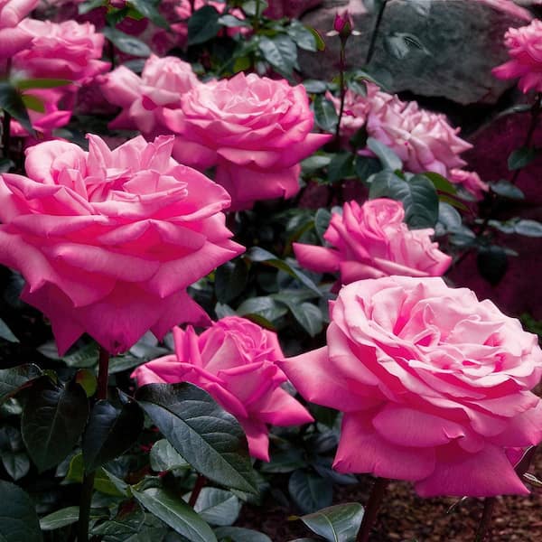 national PLANT NETWORK Bare Root Rose Curly Pink with Pink Flowers