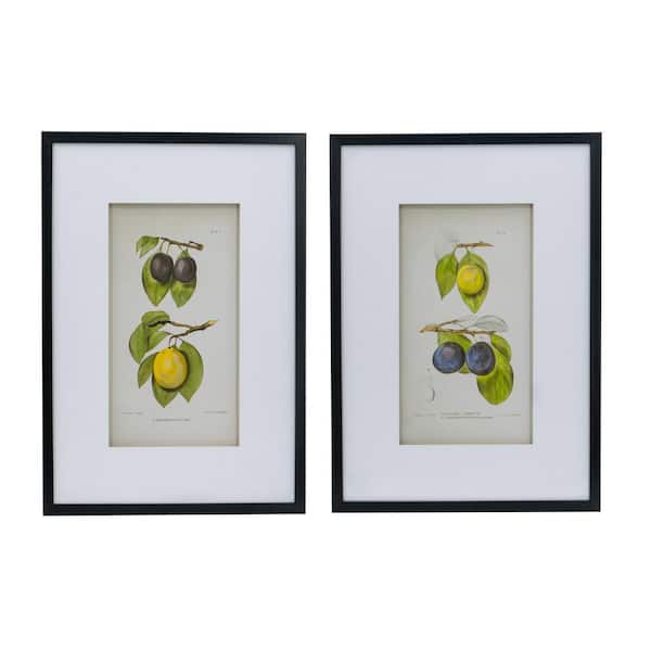 A & B Home Smithsonian Framed Nature Art Print 27.6 in. x 19.7 in.