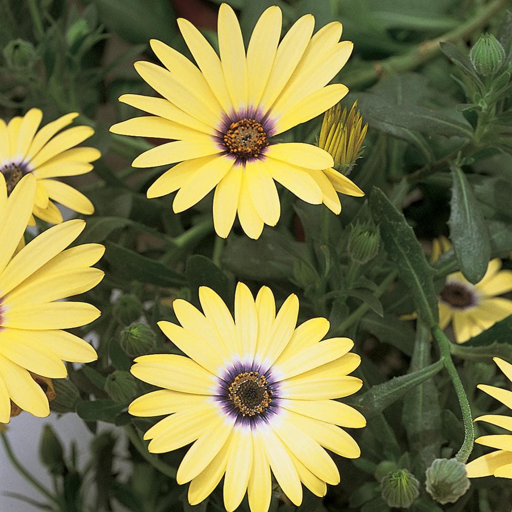Vigoro 2 QT Osteospermum African Daisy 'Blue-Eyed Beauty' Yellow