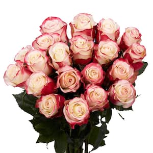 50 Stems of White with Pinkish Red Sweetness Roses Fresh Flower Delivery