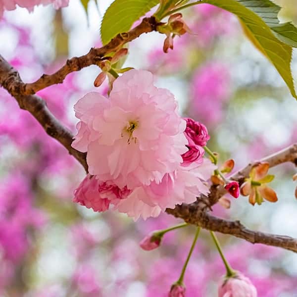 5 Gal. Kwanzan Flowering Cherry Tree with Pink Blossoms