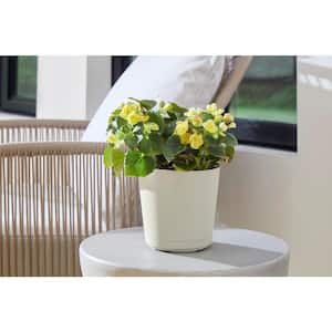 6 in. x 6 in. D x 5.5 in. H Kyra Small Cottage Stone Plastic Decorative Pot with Attached Saucer