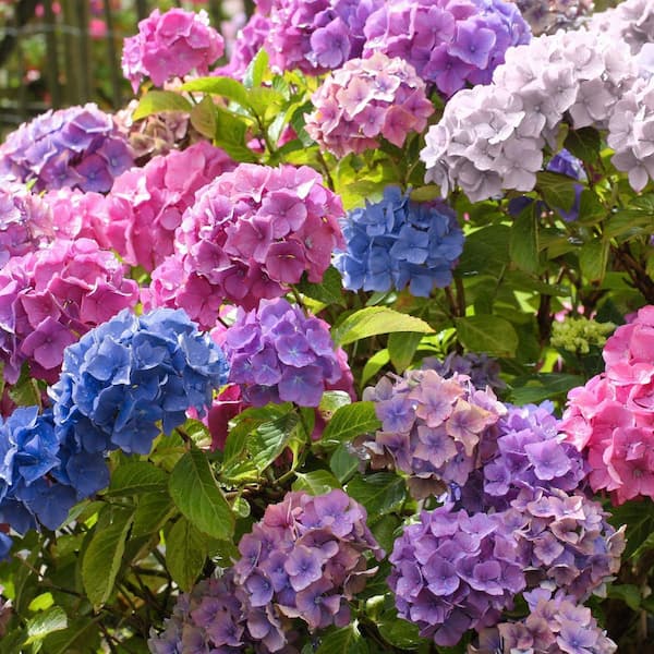 national PLANT NETWORK 4 in. 3-in-1 Hydrangea Shrub with Blue-Pink