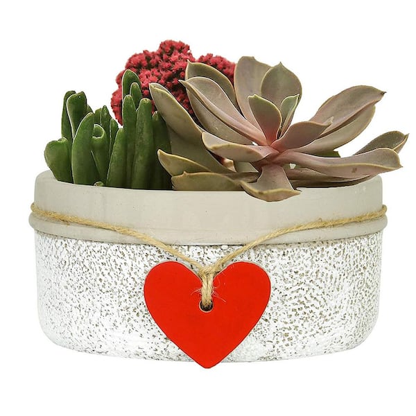 Heart 6.5 in. Whitewash Concrete Bowl Planter
