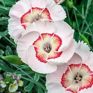 Georgia Peach Dianthus, Live Bareroot Perennial Plant, White Flowers (1-Pack)