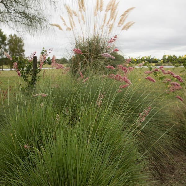 national PLANT NETWORK 4 in. Savannah Ruby Grass Plant (3-Pack)