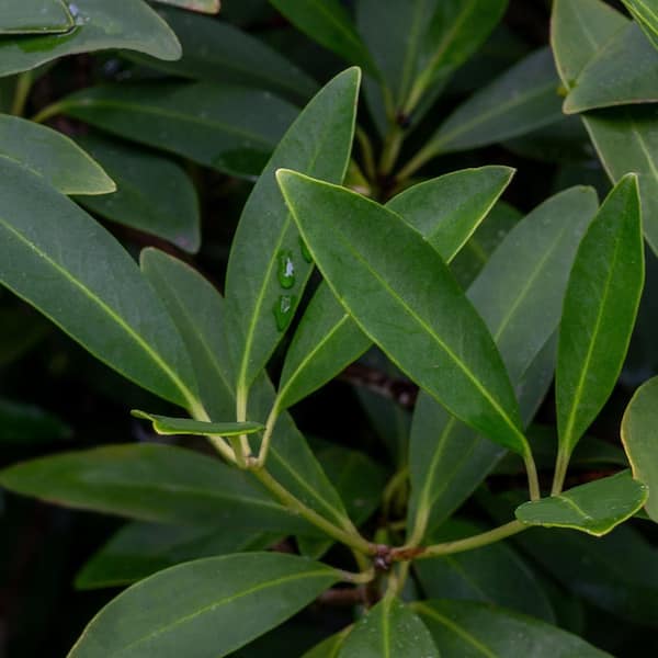 national PLANT NETWORK 2.25 Gal. Anise Tree Shrub HD7194 - The