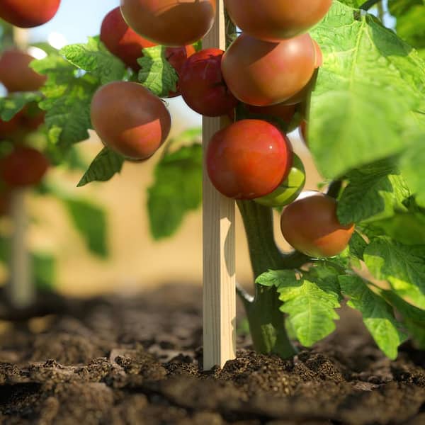 4 ft. Wood Garden Stake (25-Pack)