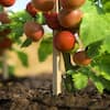 greenes-fence-tomato-cages-rc85n25u-e1.1