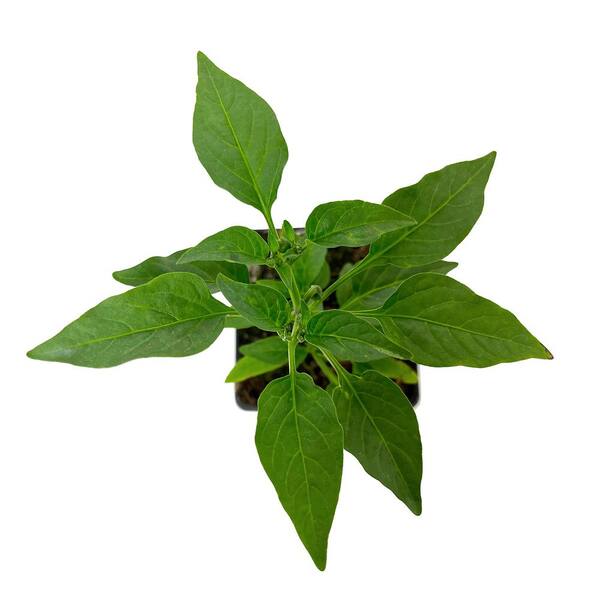 ALTMAN PLANTS Pepper Jalapeno Gigante II Live Vegetable Garden