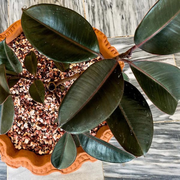 PROVEN WINNERS 12 Cm. Tineke Ficus Plant in Ceramic Pot 1008457049 - The  Home Depot