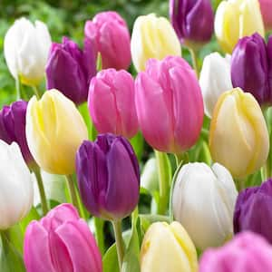 Tulips Bulbs Easter Basket Mixture (Set of 15)