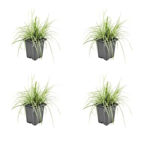 1.0 qt. Perennial Grass Carex Oshimensis Everest (4-Pack)
