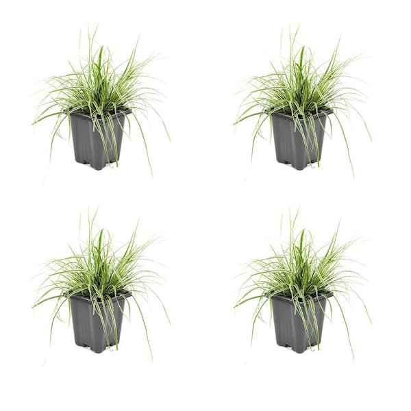 Unbranded 1.0 qt. Perennial Grass Carex Oshimensis Everest (4-Pack)