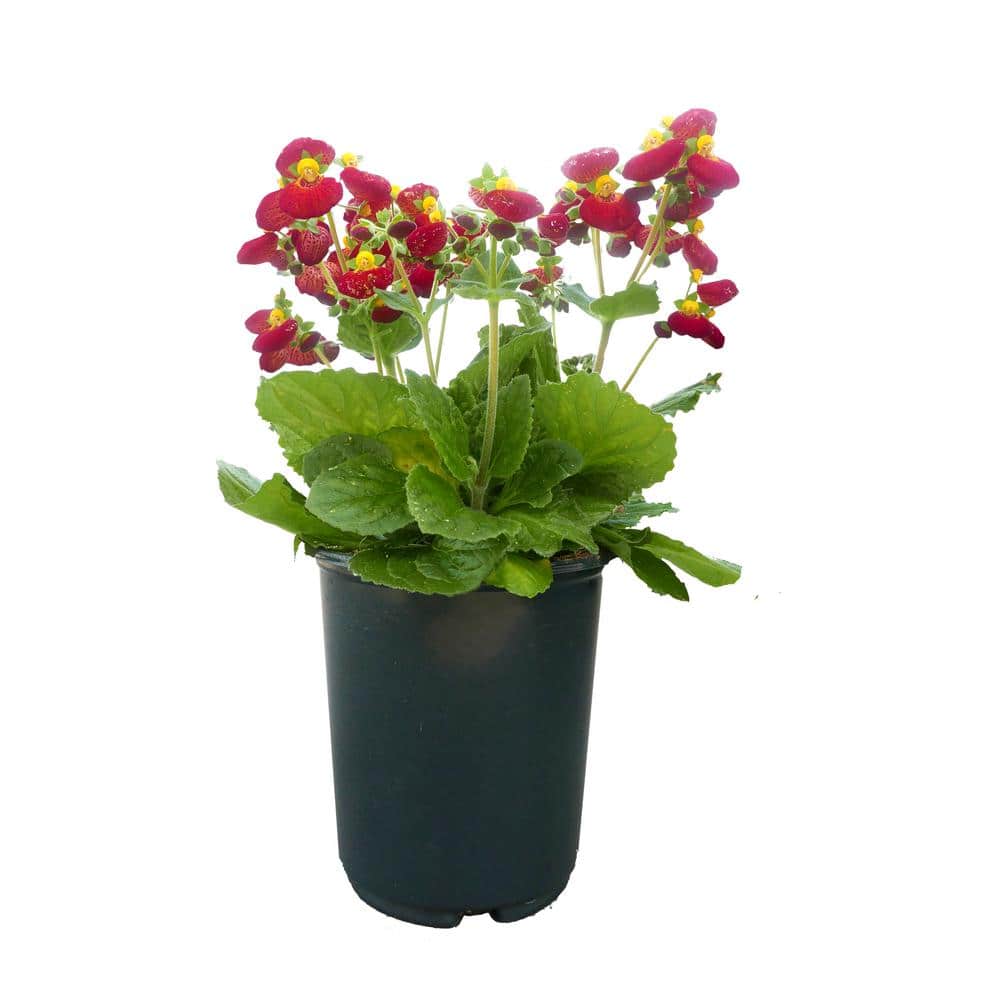 2.5 qt. Calceolaria Perennial Plant with Red and Yellow-Eyed Flowers - 1 Pa