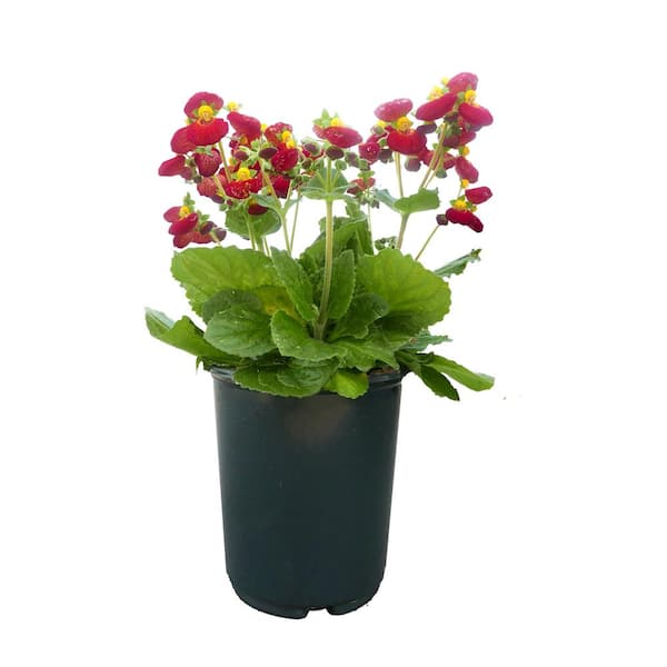 Unbranded 2.5 qt. Calceolaria Perennial Plant with Red and Yellow-Eyed Flowers - 1 Pack
