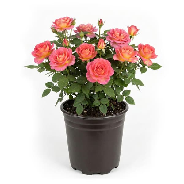 bell-nursery-rose-bushes-