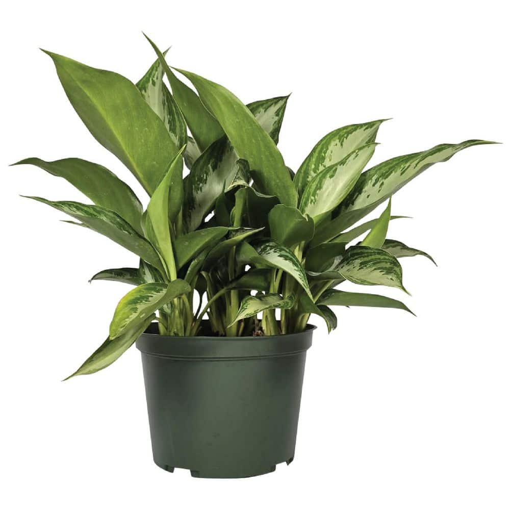 NATURE'S WAY FARMS 6 in. Silver Bay Chinese Evergreen Aglaonema