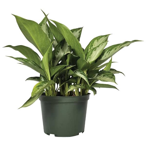 NATURE'S WAY FARMS 6 in. Silver Bay Chinese Evergreen Aglaonema