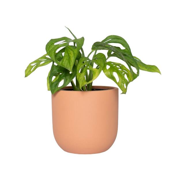 national PLANT NETWORK 5 in. Terracotta Modern Bowl Planter with a 4 in. Monstera Adansonii Plant (1-Piece)