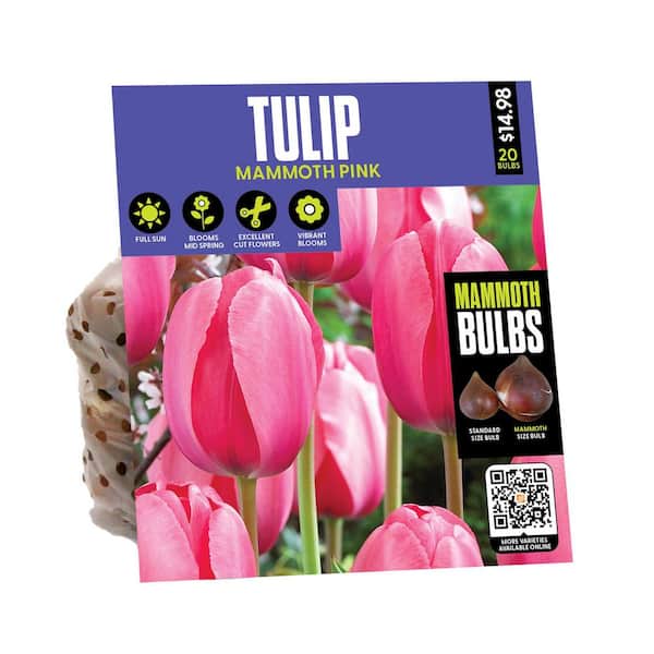 VAN ZYVERDEN Tulip Mammoth Pink Bulbs (1-Pack) 34154 - The Home Depot
