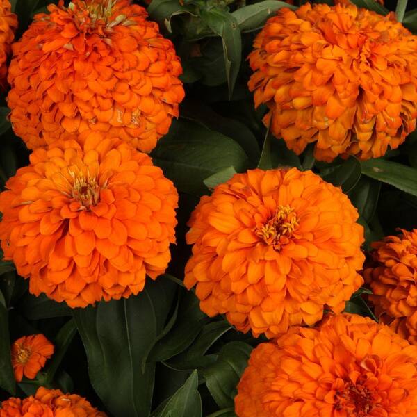 PROVEN WINNERS 4-Pack, 4.25 in. Grande Sweet Tooth Orange Slice (Zinnia) Live Plant, Orange Flowers
