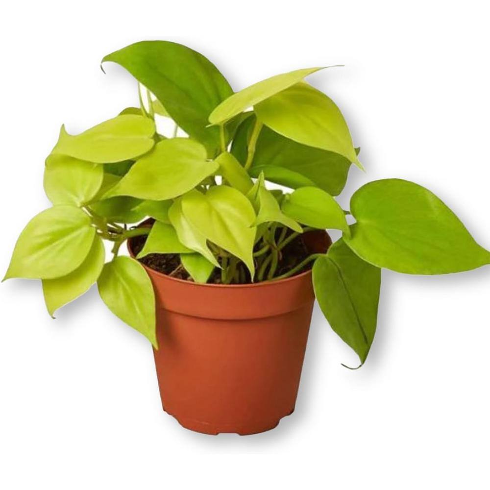 Lemon Philodendron-Live Plant in a 6 Inch Pot-Philodendron Erubescens-Rare Indoor Houseplant-Tropical Masterpiece price history on PriceWatchPro