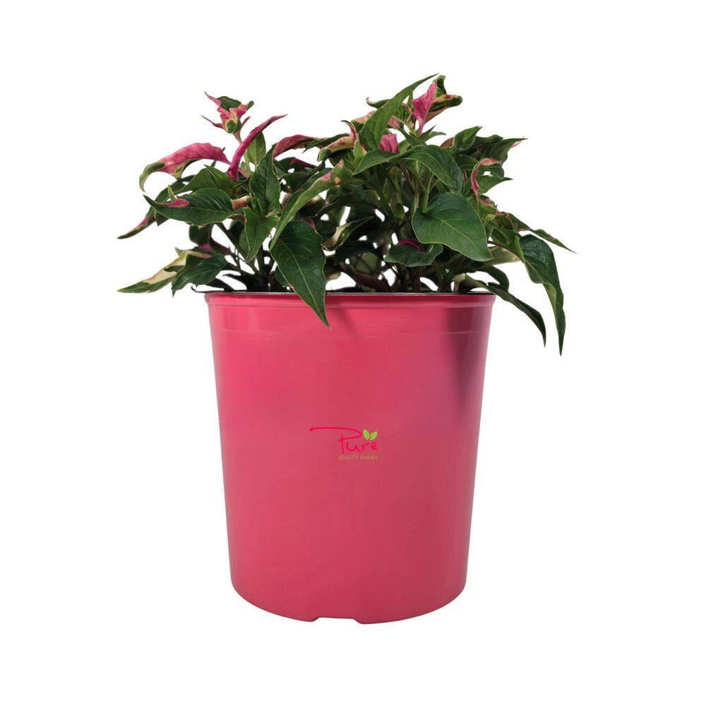 best fertilizers for indoor plants Indoor Plant Fertilizer - Best Fertilizer for Plants