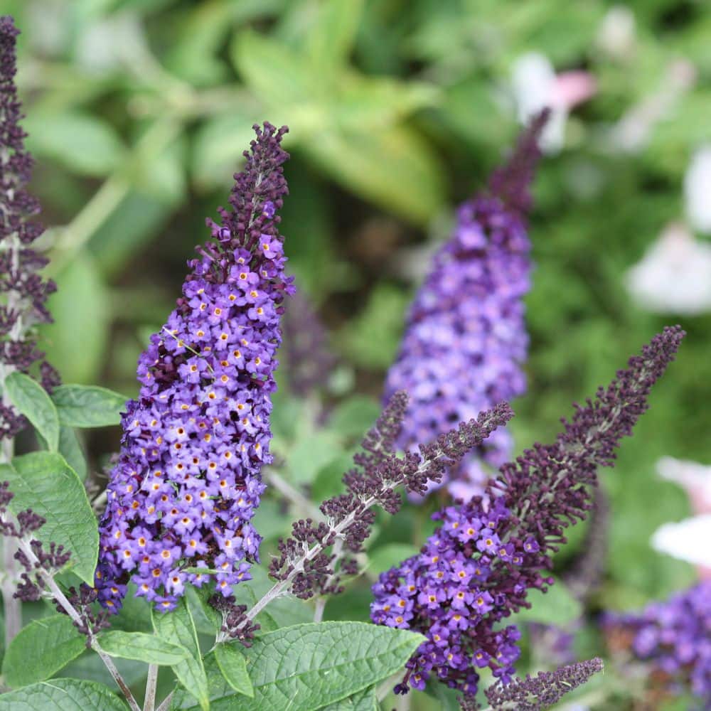 proven-winners-shrubs-bushes-