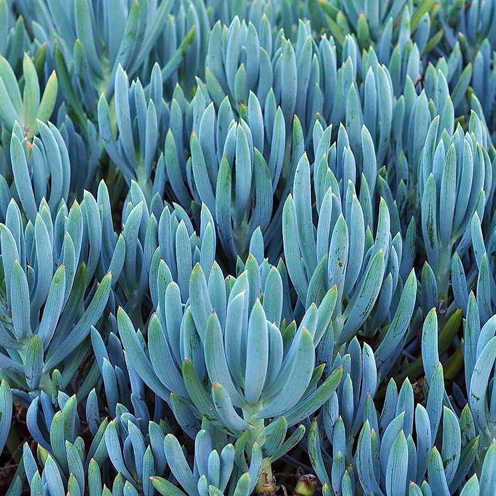 Senecio Blue Chalk Sticks Succulent in Plastic Planter