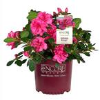 2 Gal. Autumn Rouge Shrub with Bright Pink Flowers